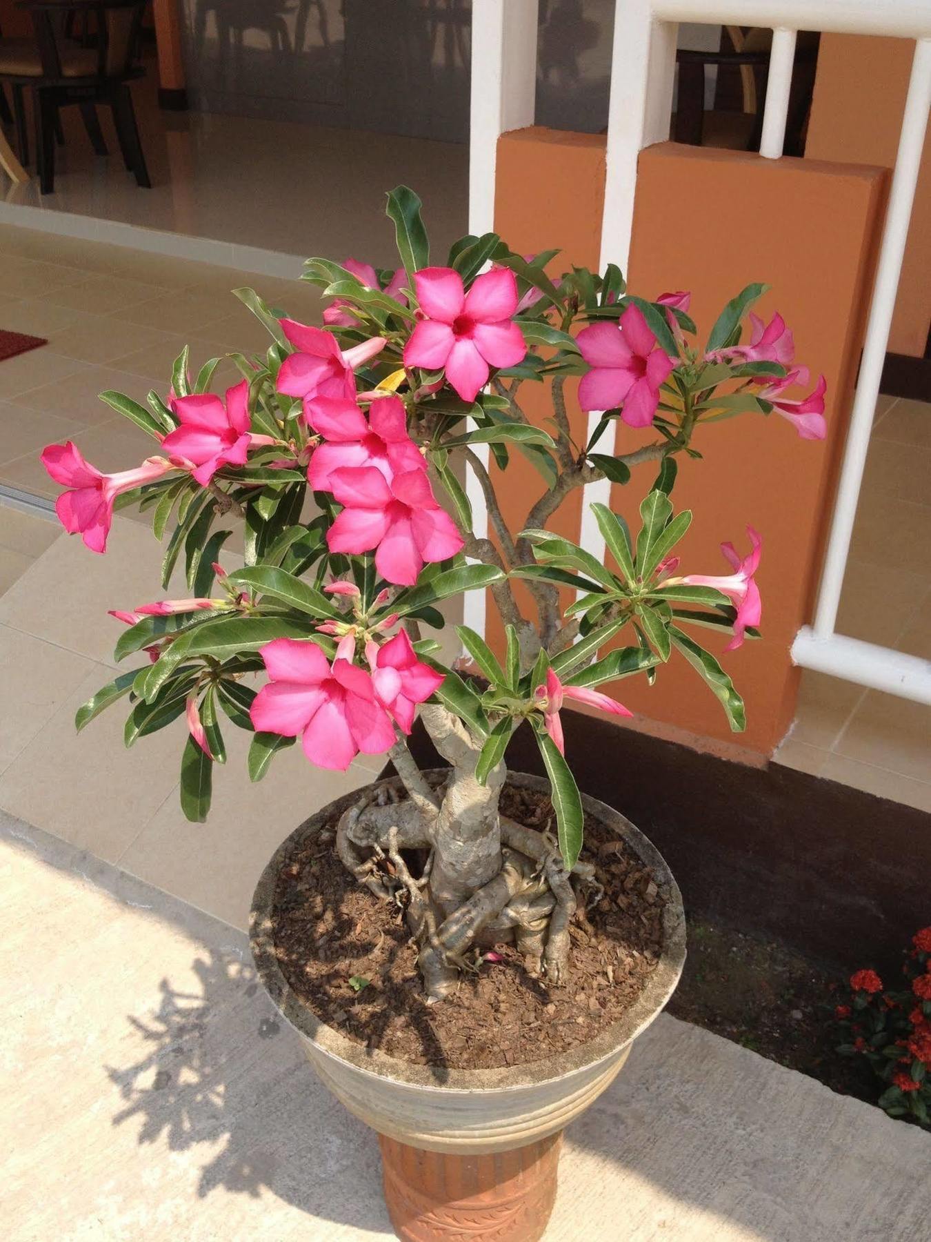 فندق كورديليا تْشينيغْرايْ المظهر الخارجي الصورة
